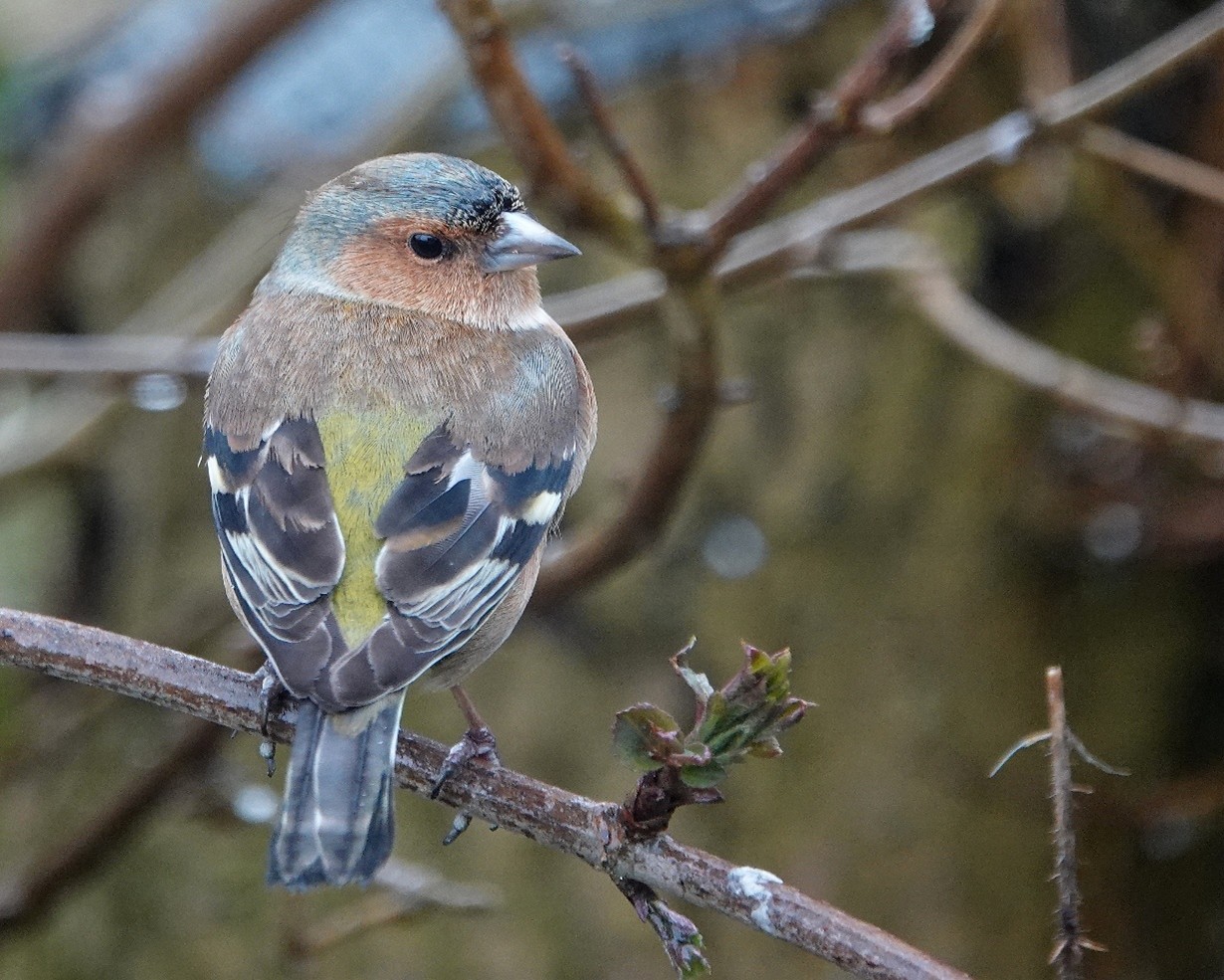 Blauwborst
